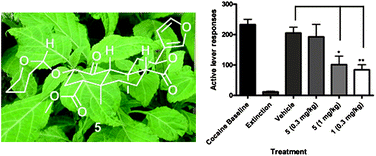 Graphical abstract: Potential drug abuse therapeutics derived from the hallucinogenic natural product salvinorin A