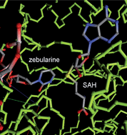 Graphical abstract: Small molecules DNA methyltransferases inhibitors