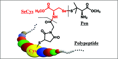 Graphical abstract: Thiol-targeted introduction of selenocysteine to polypeptides for synthesis of glutathione peroxidase mimics