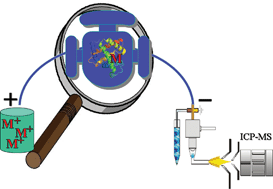 Graphical abstract: Metall(prote)omic studies by capillary electrophoresis using separation capillary as an in-line reactor