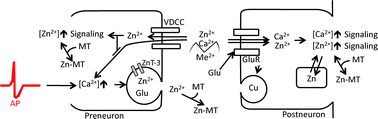 Graphical abstract: Dynamic action of neurometals at the synapse