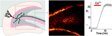 Graphical abstract: Differential transition metal uptake and fluorescent probe localization in hippocampal slices