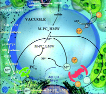 Graphical abstract: From cysteine to longer chain thiols: thermodynamic analysis of cadmium binding by phytochelatins and their fragments