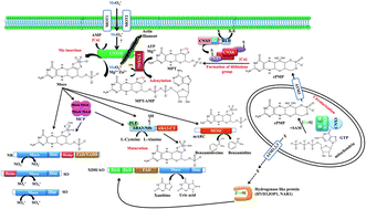 Graphical abstract: Molybdenum metabolism in the alga Chlamydomonas stands at the crossroad of those in Arabidopsis and humans