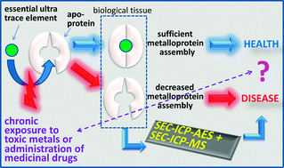 Graphical abstract: Liquid chromatography-inductively coupled plasma-based metallomic approaches to probe health-relevant interactions between xenobiotics and mammalian organisms