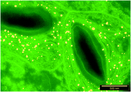 Graphical abstract: Silver and gold nanoparticles in plants: sites for the reduction to metal