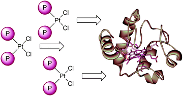 Graphical abstract: Reactions of metallodrugs with proteins: selective binding of phosphane-based platinum(ii) dichlorides to horse heart cytochrome c probed by ESI MS coupled to enzymatic cleavage