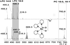 Graphical abstract: Inhibitory effect of platinum and ruthenium bipyridyl complexes on porcine pancreatic phospholipase A2