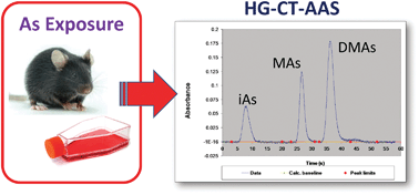 Graphical abstract: Direct analysis and stability of methylated trivalent arsenic metabolites in cells and tissues