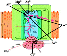 Graphical abstract: Molecular operation of metals into the function and state of photosystem II