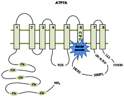Graphical abstract: Mutation in the CPC motif-containing 6th transmembrane domain affects intracellular localization, trafficking and copper transport efficiency of ATP7A protein in mosaic mutant mice––an animal model of Menkes disease