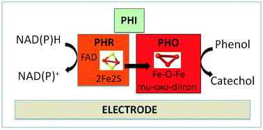 Graphical abstract: Iron-based redox centres of reductase and oxygenase components of phenol hydroxylase from A. radioresistens: a redox chain working at highly positive redox potentials