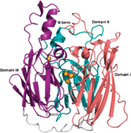Graphical abstract: Crystal structure of the multicopper oxidase from the pathogenic bacterium Campylobacter jejuni CGUG11284: characterization of a metallo-oxidase