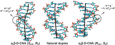 Graphical abstract: α,β-D-CNA featuring canonical and noncanonical α/β torsional angles behaviours within oligonucleotides