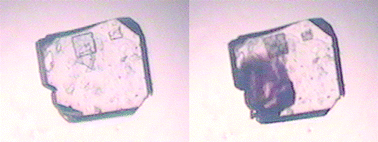 Graphical abstract: The propagation of the thermal spin transition of [Fe(btr)2(NCS)2]·H2O single crystals, observed by optical microscopy