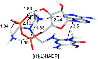 Graphical abstract: Binding and recognition of AMP, ADP, ATP and related inorganic phosphate anions by a tren-based ligand containing a pyrimidine functionality