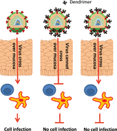 Graphical abstract: Dendrimers as topical microbicides with activity against HIV