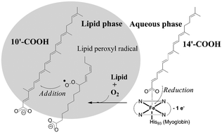 Graphical abstract: Antioxidant activity of (all-E)-lycopene and synthetic apo-lycopenoids in a chemical model of oxidative stress in the gastro-intestinal tract