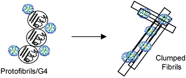 Graphical abstract: Dendrimers antiamyloidogenic potential in neurodegenerative diseases