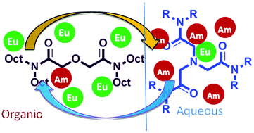 Graphical abstract: Synthesis and evaluation of novel water-soluble ligands for the complexation of metals during the partitioning of actinides