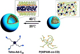 Graphical abstract: Self-assembled nanostructures from C60-containing supramolecular complex: its stimuli-responsive reversible transition and biological antioxidative capacity