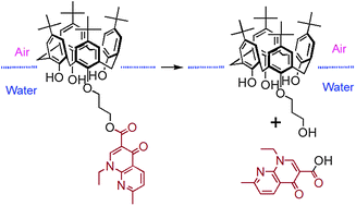 Graphical abstract: Organosoluble calixarene-based quinolone carriers: syntheses, evaluation and model hydrolytic studies at the air–water interface