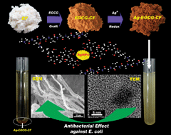 Graphical abstract: One-step in situassembly of size-controlled silver nanoparticles on polyphenol-grafted collagen fiber with enhanced antibacterial properties