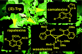 Graphical abstract: The phytoalexins from cultivated and wild crucifers: Chemistry and biology