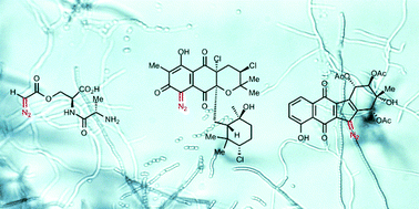 Graphical abstract: Natural products containing a diazo group