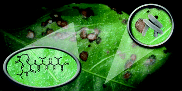 Graphical abstract: The chemistry and biology of syringolins, glidobactins and cepafungins (syrbactins)