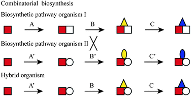 Graphical abstract: Combinatorial biosynthesis in plants: A (p)review on its potential and future exploitation