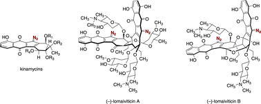 Graphical abstract: The diazofluorene antitumor antibiotics: Structural elucidation, biosynthetic, synthetic, and chemical biological studies