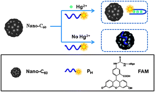 Graphical abstract: Nano-C60 as a novel, effective fluorescent sensing platform for mercury(ii) ion detection at critical sensitivity and selectivity
