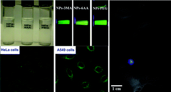 Graphical abstract: Simultaneous synthesis and functionalization of water-soluble up-conversion nanoparticles for in-vitrocell and nude mouse imaging