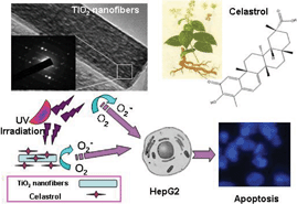 Graphical abstract: New strategy of photodynamic treatment of TiO2 nanofibers combined with celastrol for HepG2 proliferation in vitro
