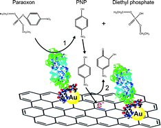 Graphical abstract: Site-specific immobilization of gold binding polypeptide on gold nanoparticle-coated graphene sheet for biosensor application