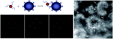 Graphical abstract: Quantum dot–aptamer nanoprobes for recognizing and labeling influenza A virus particles