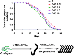 Graphical abstract: Biosafety assessment of Gd@C82(OH)22 nanoparticles on Caenorhabditis elegans