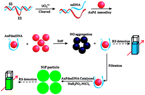 Graphical abstract: Catalysis of aptamer-modified AuPd nanoalloy probe and its application to resonance scattering detection of trace UO22+