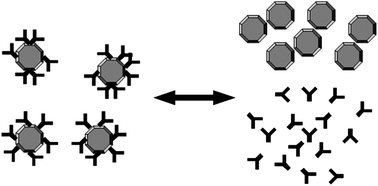 Graphical abstract: Triggered release of therapeutic antibodies from nanodiamond complexes