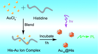 Graphical abstract: Blending of HAuCl4 and histidine in aqueous solution: a simple approach to the Au10 cluster