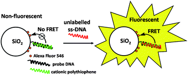 Graphical abstract: The development of a silica nanoparticle-based label-free DNA biosensor