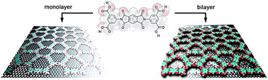 Graphical abstract: Self-templating 2D supramolecular networks: a new avenue to reach control over a bilayer formation