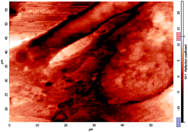 Graphical abstract: Disentangling time in a near-field approach to scanning probe microscopy