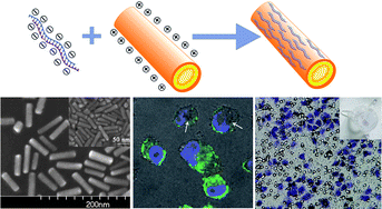 Graphical abstract: Inhibiting metastasis of breast cancer cells in vitro using gold nanorod-siRNA delivery system