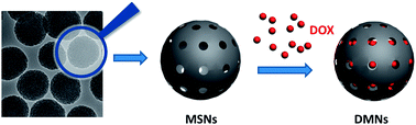 Graphical abstract: Mesoporous silica nanoparticles loading doxorubicin reverse multidrug resistance: performance and mechanism