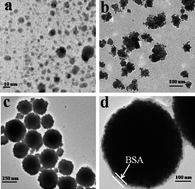 Graphical abstract: Protein-directed one-pot synthesis of Ag microspheres with good biocompatibility and enhancement of radiation effects on gastric cancer cells