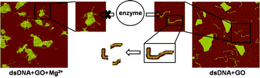 Graphical abstract: Adsorption of double-stranded DNA to graphene oxide preventing enzymatic digestion