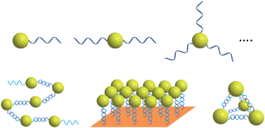 Graphical abstract: DNA discrete modified gold nanoparticles