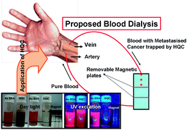 Graphical abstract: Fluorescent and superparamagnetic hybrid quantum clusters for magnetic separation and imaging of cancer cells from blood